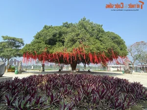 Stunning 70-Year-Old Banyan Tree in Hue Becomes a Holiday Landmark - image 3