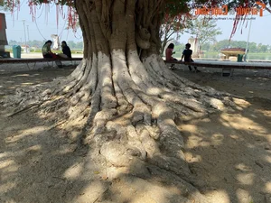 Stunning 70-Year-Old Banyan Tree in Hue Becomes a Holiday Landmark - image 7