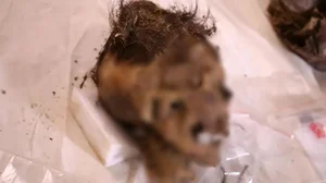 The 'Adidas' Mummy: A 1,500-Year-Old Mystery from the Altai Mountains - image 5