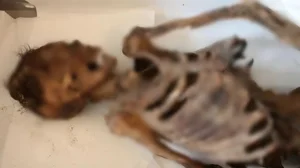 The 'Adidas' Mummy: A 1,500-Year-Old Mystery from the Altai Mountains - image 6