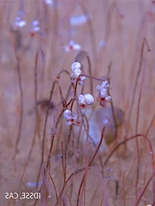 Breakthrough Discovery: Deep-Sea Ecosystem Thriving on Chemical Energy Found - image 0