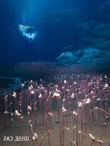 Breakthrough Discovery: Deep-Sea Ecosystem Thriving on Chemical Energy Found - image 5