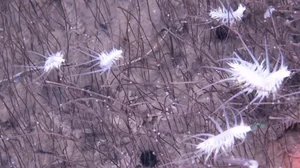 Breakthrough Discovery: Deep-Sea Ecosystem Thriving on Chemical Energy Found - image 7