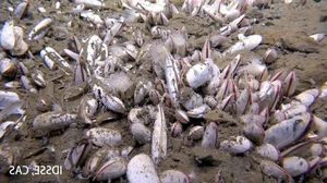 Breakthrough Discovery: Deep-Sea Ecosystem Thriving on Chemical Energy Found - image 3