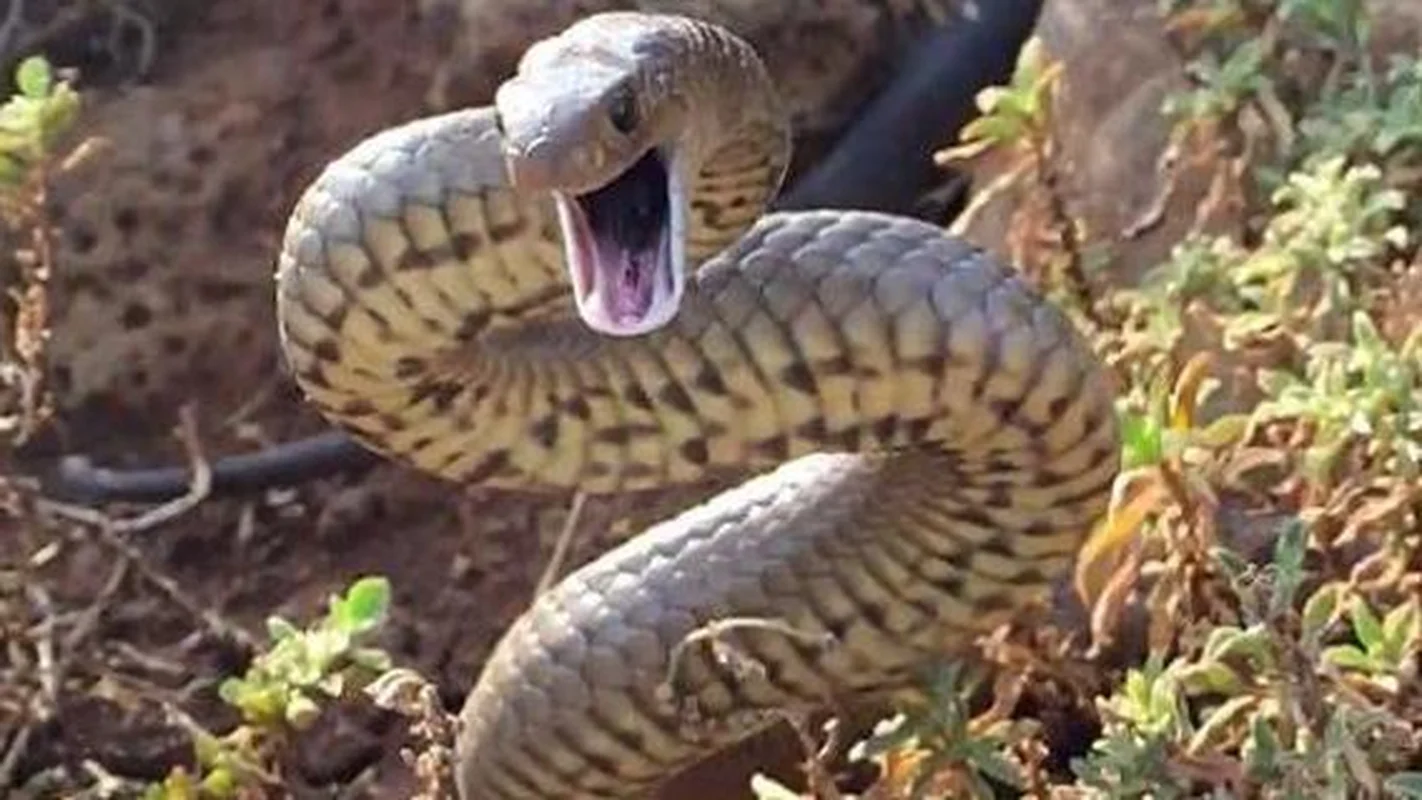 The Deadly Tiger Snake: Why Its Lethal Venom Hasn't Needed to Evolve for Over 10 Million Years