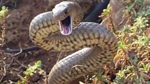 The Deadly Tiger Snake: Why Its Lethal Venom Hasn't Needed to Evolve for Over 10 Million Years - image 0