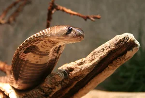 The Deadly Tiger Snake: Why Its Lethal Venom Hasn't Needed to Evolve for Over 10 Million Years - image 1