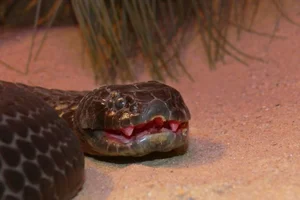 The Deadly Tiger Snake: Why Its Lethal Venom Hasn't Needed to Evolve for Over 10 Million Years - image 2