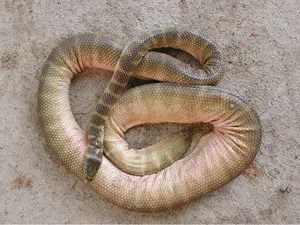 The Deadly Tiger Snake: Why Its Lethal Venom Hasn't Needed to Evolve for Over 10 Million Years - image 4