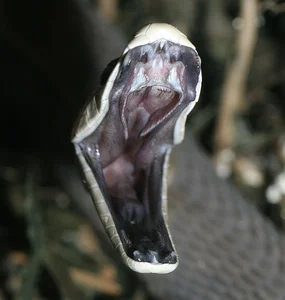 The Deadly Tiger Snake: Why Its Lethal Venom Hasn't Needed to Evolve for Over 10 Million Years - image 3