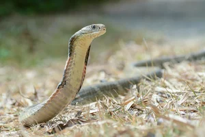 The Deadly Tiger Snake: Why Its Lethal Venom Hasn't Needed to Evolve for Over 10 Million Years - image 5