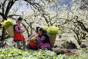 Moc Chau in Bloom: A Dreamy Spring Journey Through the Clouds - image 1
