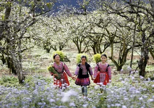 Moc Chau in Bloom: A Dreamy Spring Journey Through the Clouds - image 5