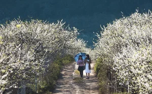 Moc Chau in Bloom: A Dreamy Spring Journey Through the Clouds - image 9
