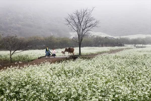 Moc Chau in Bloom: A Dreamy Spring Journey Through the Clouds - image 3