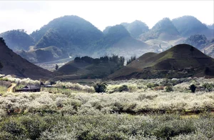 Moc Chau in Bloom: A Dreamy Spring Journey Through the Clouds - image 2