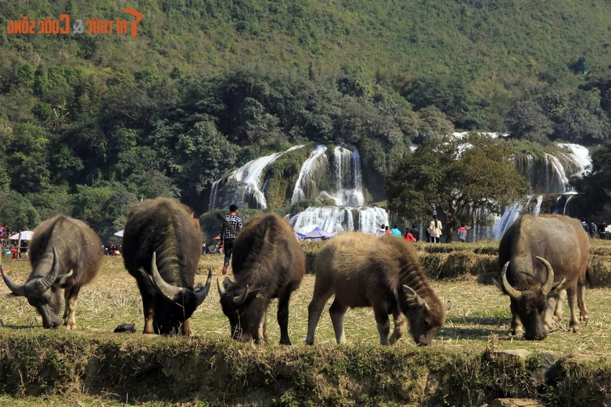 Mesmerizing Natural Scenery of the Most Beautiful Waterfall in Southern Vietnam