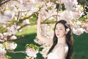 Spring Muse: Pristine Beauty and Grace Amidst Blooming Cherry Blossoms. - image 5