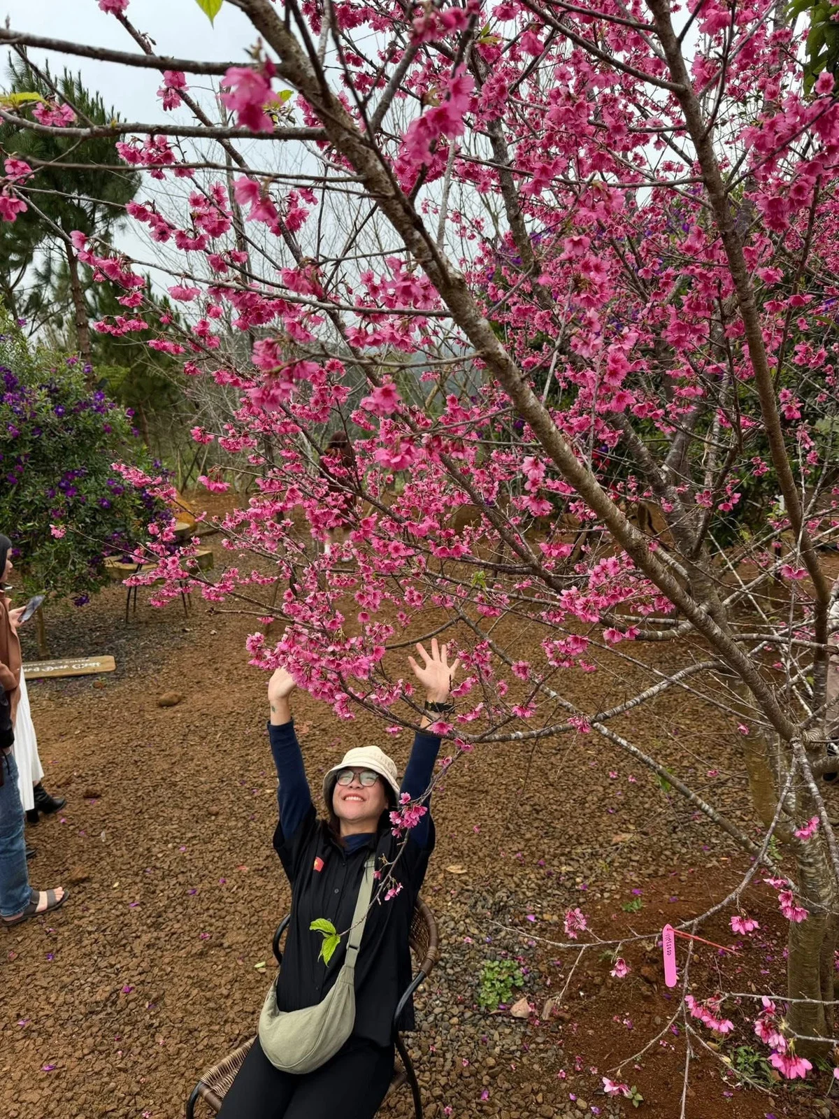 Discover the Breathtaking Pink Cherry Blossoms of Mang Den: A Hidden Spring Paradise in Vietnam's Scenic Central Highlands