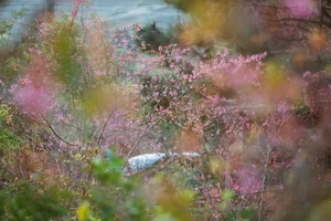 Discover the Breathtaking Pink Cherry Blossoms of Mang Den: A Hidden Spring Paradise in Vietnam's Scenic Central Highlands - image 7
