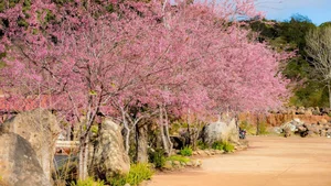 Discover the Breathtaking Pink Cherry Blossoms of Mang Den: A Hidden Spring Paradise in Vietnam's Scenic Central Highlands - image 2