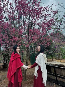 Discover the Breathtaking Pink Cherry Blossoms of Mang Den: A Hidden Spring Paradise in Vietnam's Scenic Central Highlands - image 1