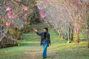 Discover the Breathtaking Pink Cherry Blossoms of Mang Den: A Hidden Spring Paradise in Vietnam's Scenic Central Highlands - image 3