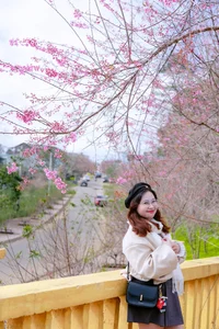 Discover the Breathtaking Pink Cherry Blossoms of Mang Den: A Hidden Spring Paradise in Vietnam's Scenic Central Highlands - image 4