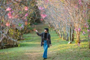 Discover the Breathtaking Pink Cherry Blossoms of Mang Den: A Hidden Spring Paradise in Vietnam's Scenic Central Highlands - image 8