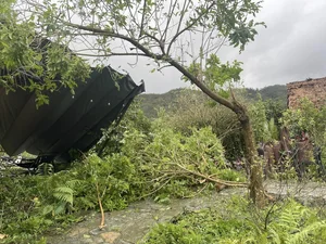 Devastating Impact of Typhoon Yagi on Gardens of Vietnamese Celebrities - image 3