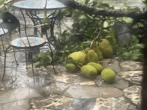 Devastating Impact of Typhoon Yagi on Gardens of Vietnamese Celebrities - image 4