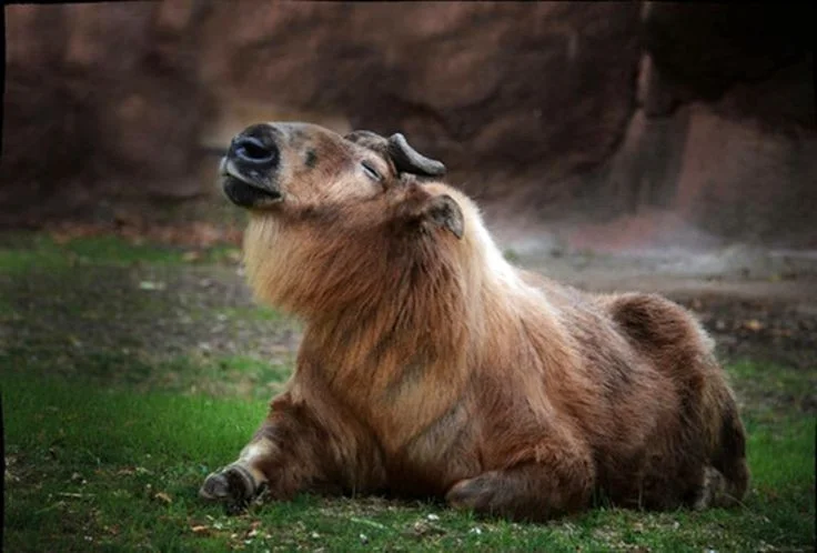 The Takin: Discover the Unique Goat-Cow Beast of the Himalayas