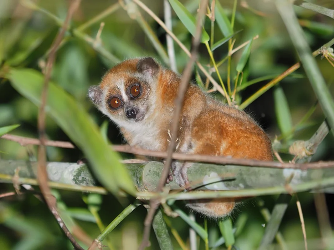 Thrilling Stories of Rare Wildlife Rescue Missions Across Vietnam