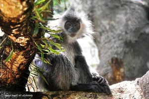 Thrilling Stories of Rare Wildlife Rescue Missions Across Vietnam - image 3