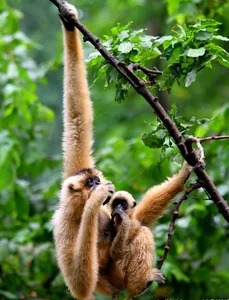 Thrilling Stories of Rare Wildlife Rescue Missions Across Vietnam - image 1