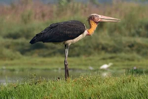 Thrilling Stories of Rare Wildlife Rescue Missions Across Vietnam - image 2