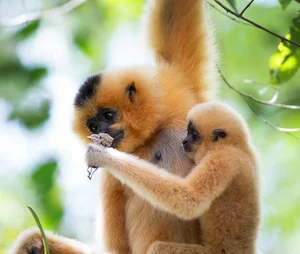 Thrilling Stories of Rare Wildlife Rescue Missions Across Vietnam - image 4