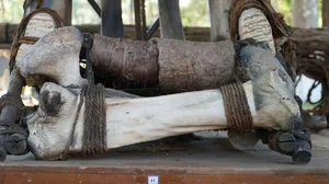 The Rare 700-Year-Old Elephant Bone Chair: A Unique Cultural Treasure of Vietnam - image 5