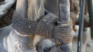 The Rare 700-Year-Old Elephant Bone Chair: A Unique Cultural Treasure of Vietnam - image 6