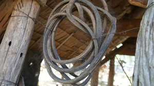 The Rare 700-Year-Old Elephant Bone Chair: A Unique Cultural Treasure of Vietnam - image 4