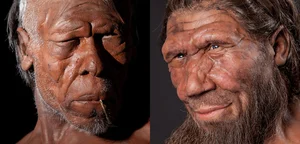 Ancient Encounters: Evidence of Modern Humans and Neanderthals Interbreeding - image 1