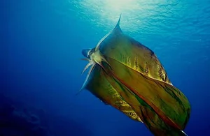 Rare Sighting of the Bizarre Blanket Octopus: A Majestic Sea 'Monster' Surfaces - image 0