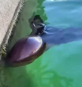 Rare Sighting of the Bizarre Blanket Octopus: A Majestic Sea 'Monster' Surfaces - image 5