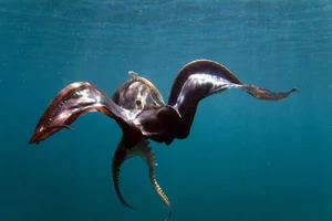 Rare Sighting of the Bizarre Blanket Octopus: A Majestic Sea 'Monster' Surfaces - image 7