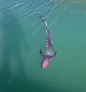 Rare Sighting of the Bizarre Blanket Octopus: A Majestic Sea 'Monster' Surfaces - image 3