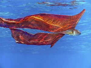 Rare Sighting of the Bizarre Blanket Octopus: A Majestic Sea 'Monster' Surfaces - image 2