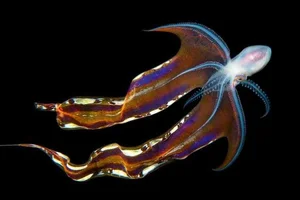 Rare Sighting of the Bizarre Blanket Octopus: A Majestic Sea 'Monster' Surfaces - image 6