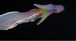 Rare Sighting of the Bizarre Blanket Octopus: A Majestic Sea 'Monster' Surfaces - image 1