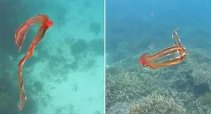 Rare Sighting of the Bizarre Blanket Octopus: A Majestic Sea 'Monster' Surfaces - image 4