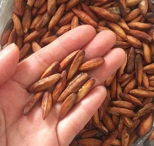 From Childhood Snack to Luxury Delicacy: The 500,000 VND Specialty Seed - image 1